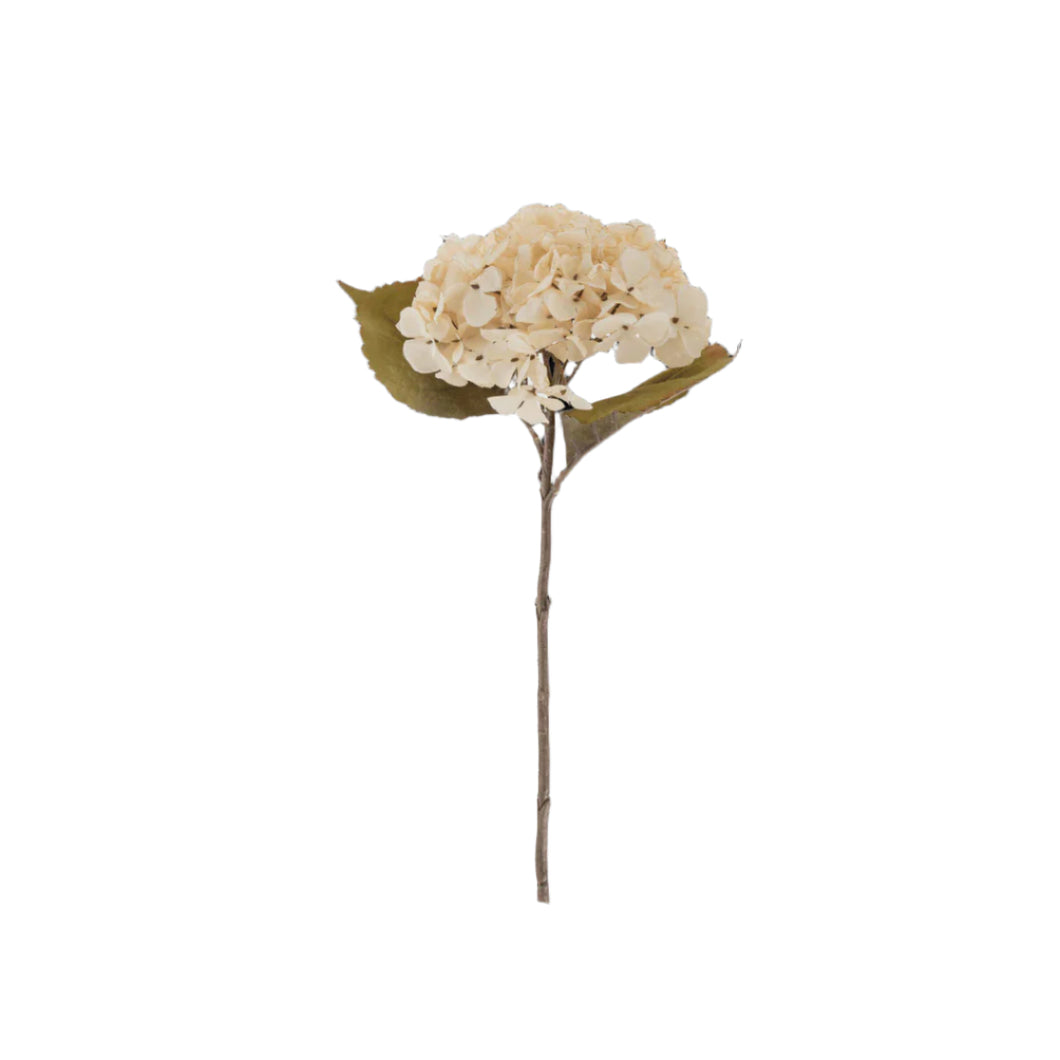 HYDRANGEA STEM