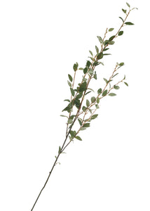 LEAF STEM