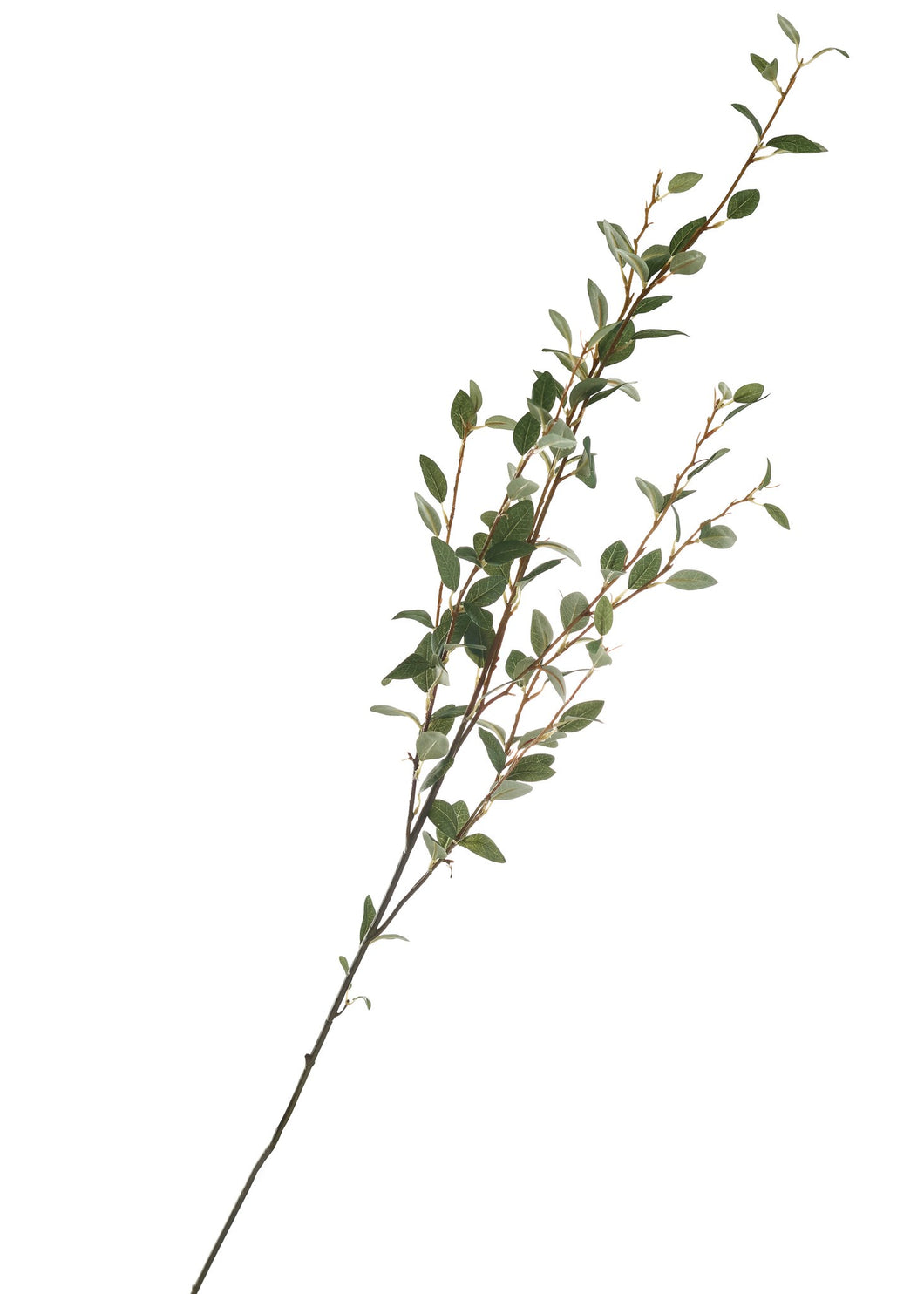LEAF STEM