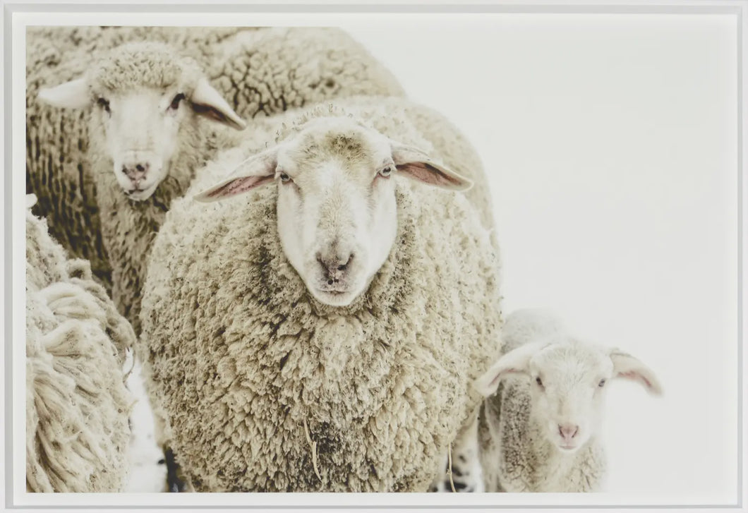 WOOLY STARE