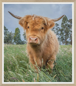 HIGHLAND CALF | 24X27